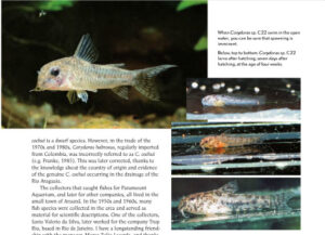 The correct image of Corydoras sp. C22