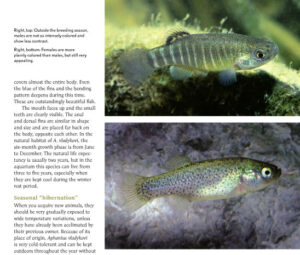 The correct arrangement of captions and images for page 72, in the Zargos Pupfish article from September/October 2013.