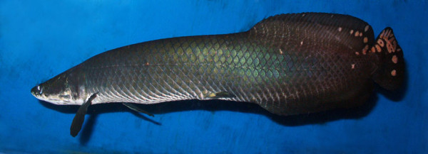 Arapaima leptosoma in the Sevastopol Aquarium.