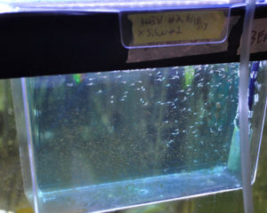 Shot 6-26-2013, the Halfblack X Silver fry are now free swimming and ready for grow out!
