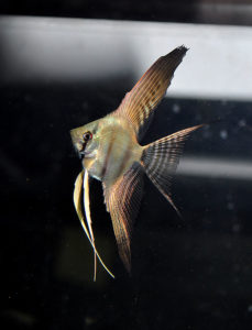 Offspring from another Halfblack X Silver pairing at "nickel" size - the result of artificial rearing.
