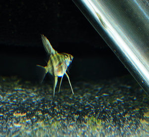 Halfblack X Silver Angel offspring at 6 weeks post spawn.
