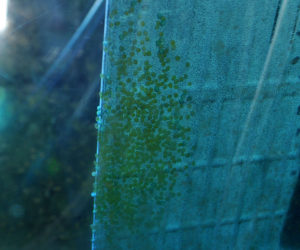 Angelfish Eggs 24 hours into artificial incubation.
