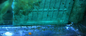 Hatch - we have wigglers (or is it wrigglers?)! This shot 6-22-2013.