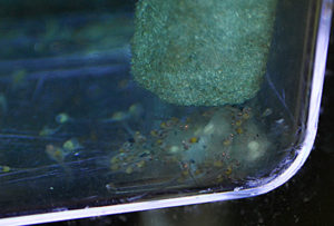 Baby angelfish, five days post spawn (shot 6-24-2013)