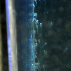 At 7 days pot spawn, the fry are nearing the free swimming and first feeding stage. Shot 10/25/2013