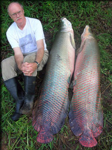 Dr. Donald Stewart of the SUNY College of Environmental Science and Forestry (ESF) at Syracuse University with two of the newly described arapaima. Image: SUNY ESF (Click to enlarge.)