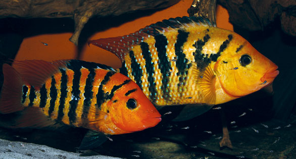 Name That Fish: AMAZONAS Species Quiz Answers