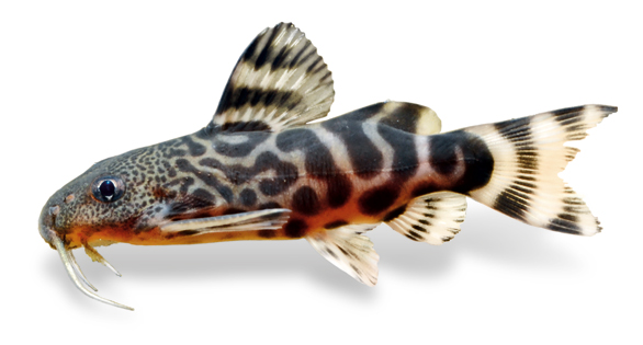 Breeding Successes with Synodontis Catfishes - AS Magazine