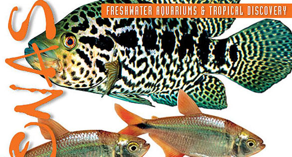 AMAZONAS March/April 2014 Preview