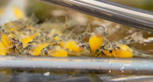 Larval Peckoltia braueri larvae with huge yolk sacs. Image: C. Kobald.