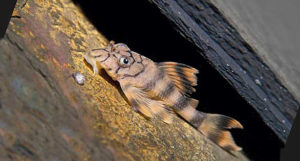 Captive-bred juvenile Worm-line Pleco at six months of age. Image: C. Kobald.