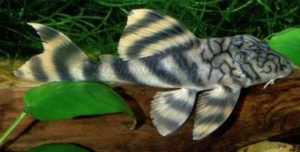 Peckoltia braueri, formerly known as L135. Image by Ingo Seidel.