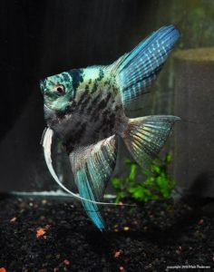 A Blue Marble Ghost Angelfish from Lee Gordon's Angelmania Hatchery.