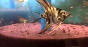Angelmania's artificial rearing protocols are laid out in a free step-by-step video series.