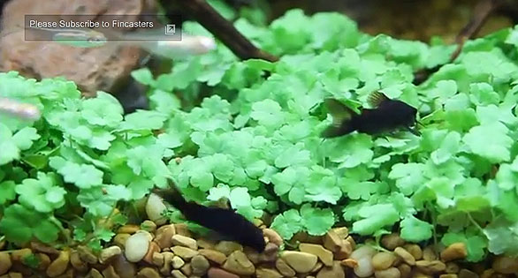 AMAZONAS Video: Black Cory Catfish