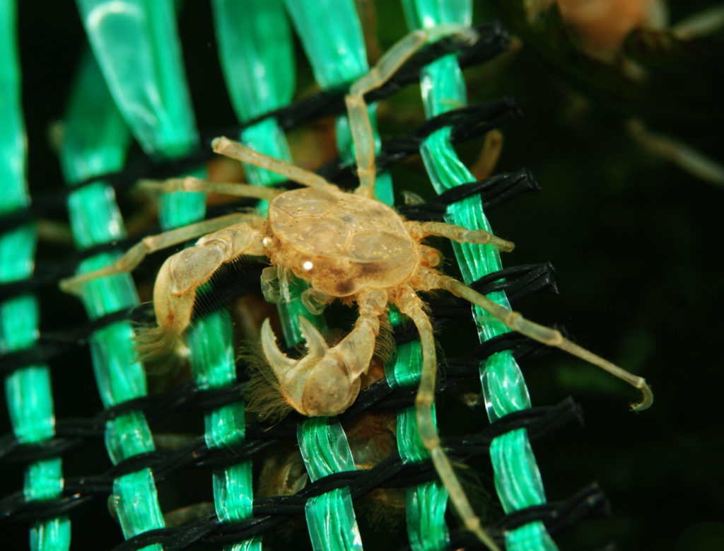 Thai Micro Crab: New Breeding Progress | AMAZONAS Magazine