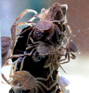 Microcrabs (Limnopilos naiyanetri) busy filtering for food.