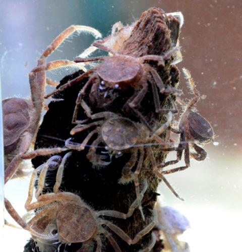 Thai Micro Crab: New Breeding Progress - AMAZONAS Magazine