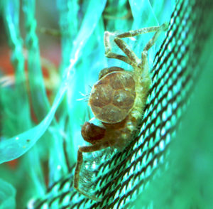 Female microcrab seemingly holding young crabs.