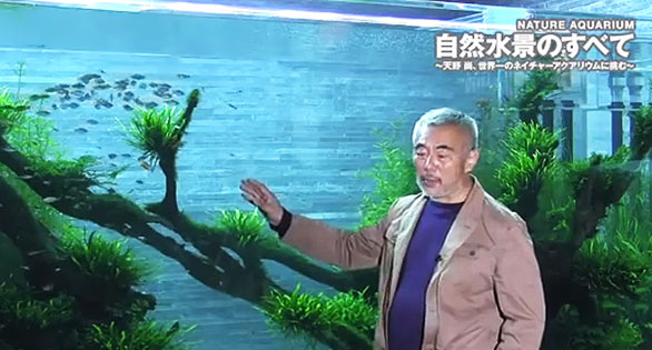 AMAZONAS Video: Amano’s Tallest Aquascape