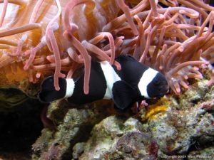 Black Ocellaris Clownfish living and spawning in a 6 gallon nanocube..for years.