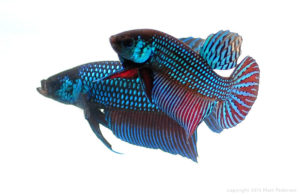 Sparring wild male Betta mahachaiensis.