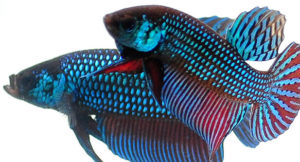Sparring wild male Betta mahachaiensis.