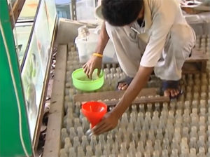 Screen capture from the video below: Betta feeding time at Aquastar 71's hatchery operation - aquarist literally stands on the bottles housing fish, feeding each bottle with live feed, one at a time.