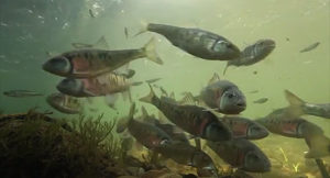 Screen capture from "Hidden Rivers" by Freshwaters Illustrated