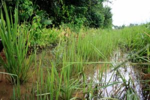 A freshwater habitat with very soft water