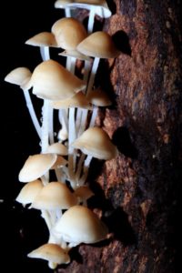 Humidity was more than 95%. Under these conditions, fungi like mushrooms thrive very well