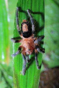 I was caught off guard by this tiny tarantula, resting on a leaf outside our residence