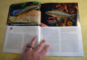 Nanofish Husbandry: Hemigrammocharax uniocellatus - by Hans-Georg Evers