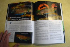 Betta stigmosa: a charming mouthbrooder - by Richard Brode