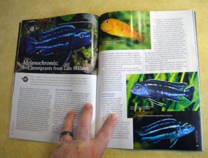 Melanochromis: first immigrants from Lake Malawi - by Jens Hamann (and yes, no errata here, we did note that two of these species were treated as Pseudotropheus in 2002)