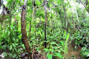 Annual killifish habitat