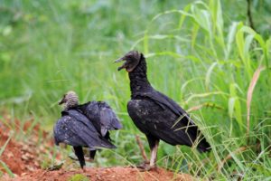 black vultures
