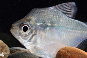 Brachychalcinus orbicularis hump