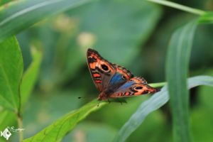 There were many different kinds of butterflies.