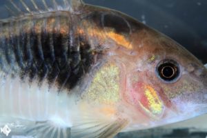 Corydoras sp. (Cw041)