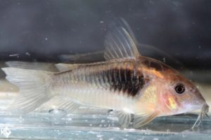 Corydoras sp. (Cw041)