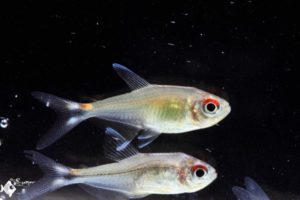 Hemigrammus sp. (probably Hemigrammus taphorni)