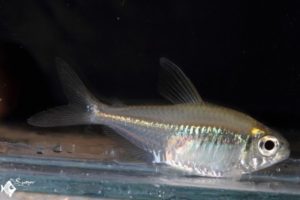 Hyphessobrycon loretoensis
