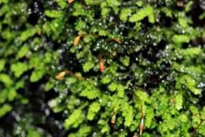 moss on trees