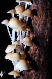 Mushrooms growing in humid corner