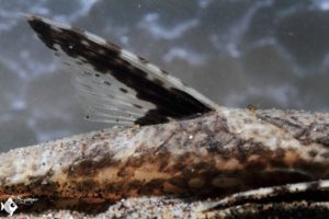 Closeup of dorsal fins.