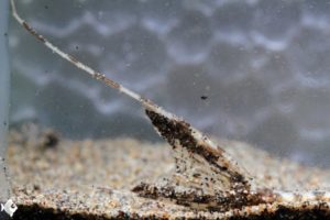 Closeup of caudal fins.