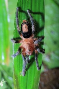 tarantula baby