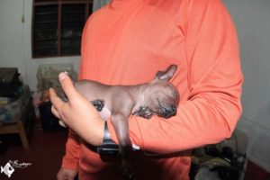 Tuxpi, a peruvian hairless puppy